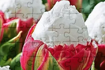tuli jigsaw puzzle