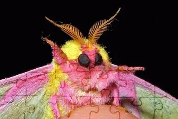 פאזל של mariposa