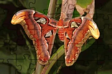פאזל של mariposa