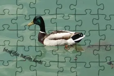 raca - duck