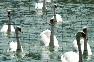 Labod - swan