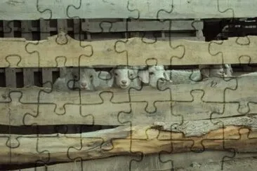 Corderitos jigsaw puzzle