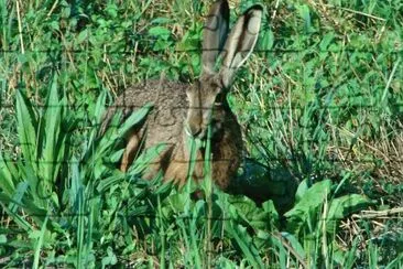 Wild rabbit jigsaw puzzle