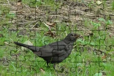 Black bird - female