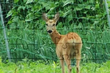 Roe deer