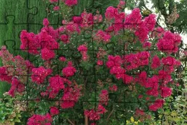 lilas des indes jigsaw puzzle