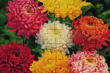 Crisantems jigsaw puzzle