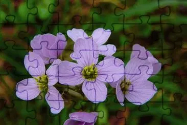 cardamine