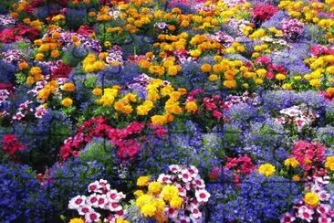 24 jigsaw puzzle