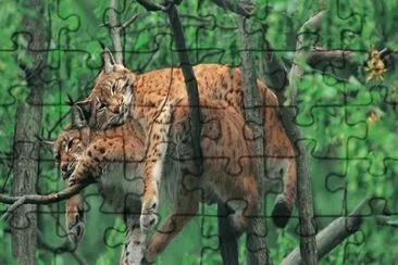 - onÃ§a.. jigsaw puzzle
