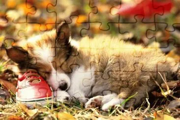 gosset jigsaw puzzle