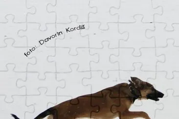 Dogy jigsaw puzzle
