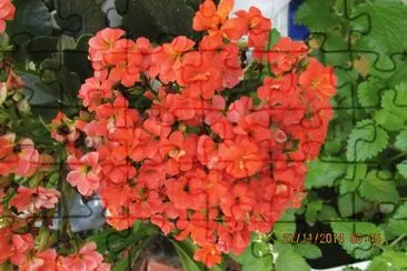Delicadeza