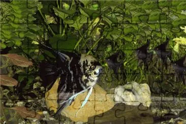 Angelfish - animals jigsaw puzzle