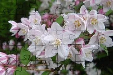 deutzia