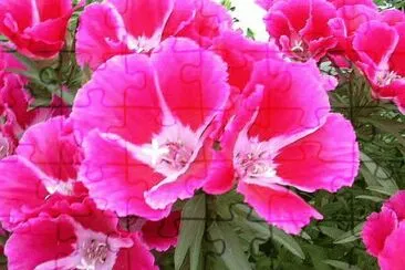 godetia jigsaw puzzle