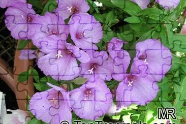 godetia