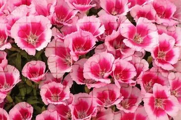 godetia jigsaw puzzle