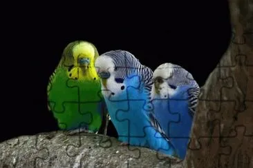periquitos australianos jigsaw puzzle
