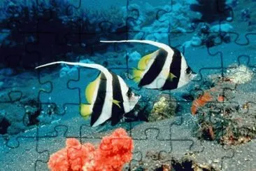 19 jigsaw puzzle