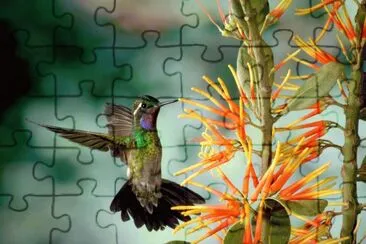 beija-flor2