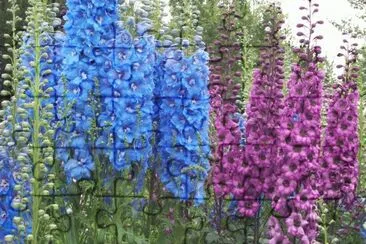 delphinium