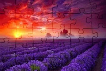 Amazing Lavender fields