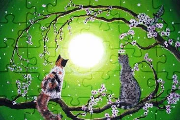 gatos
