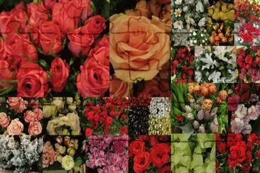 flores