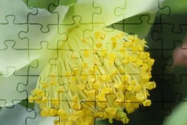 515