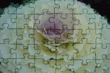 chou d 'ornement jigsaw puzzle