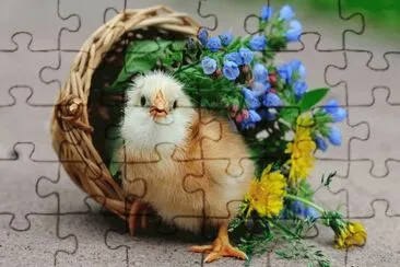 פאזל של POLLITO.