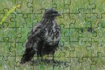Kanjaaaaa jigsaw puzzle