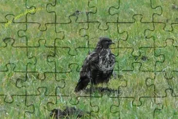 Kanja jigsaw puzzle