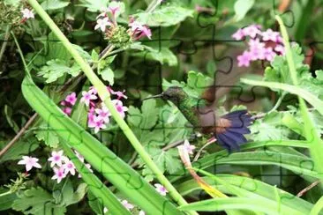 beija flor jigsaw puzzle