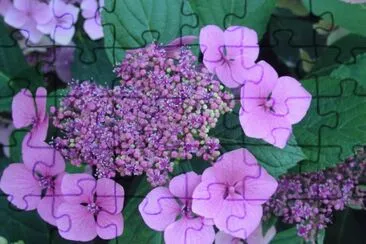 hydrangea jigsaw puzzle