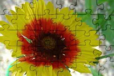 gaillarde