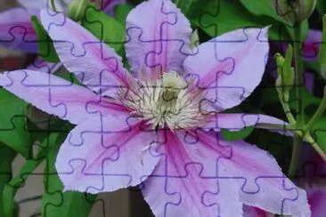 clematite jigsaw puzzle