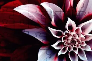 fiori