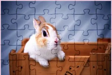 bunny