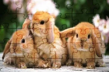 bunny