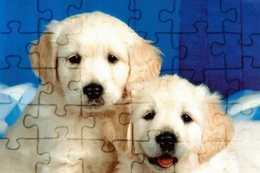 dogs