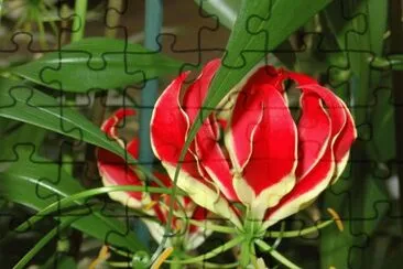 gloriosa