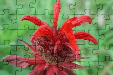 monarde