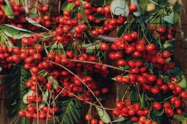 Natura jigsaw puzzle