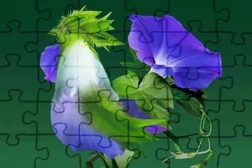 flor