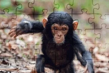 singe jigsaw puzzle