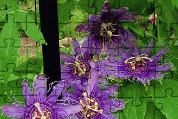 fleurs: passiflore