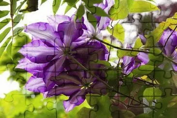 fleurs