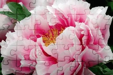 fleur: pivoine jigsaw puzzle